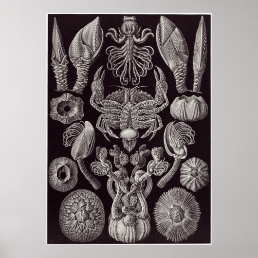 Ernst Haeckel Art Print: Cirripedia Poster (Voorkant)