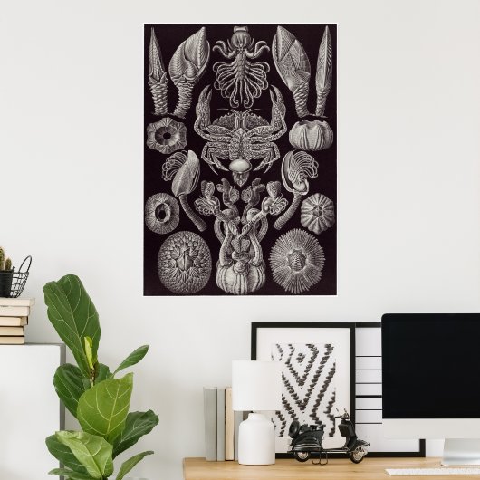 Ernst Haeckel Art Print: Cirripedia Poster (Thuiskantoor)