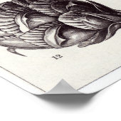 Ernst Haeckel Art Print: Coniferae Poster (Hoek)