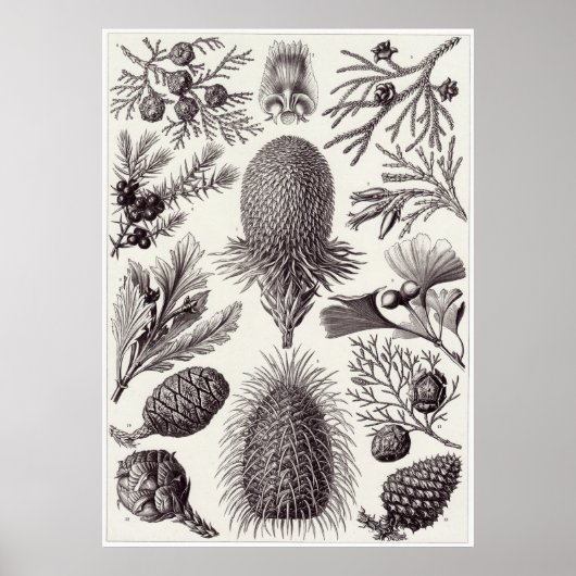 Ernst Haeckel Art Print: Coniferae Poster (Voorkant)