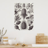 Ernst Haeckel Art Print: Coniferae Poster (Keuken)