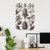 Ernst Haeckel Art Print: Coniferae Poster (Thuiskantoor)