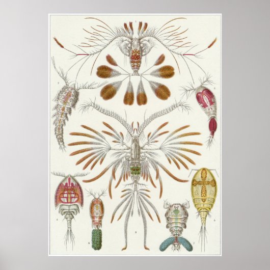 Ernst Haeckel Art Print: Copepoda Poster (Voorkant)
