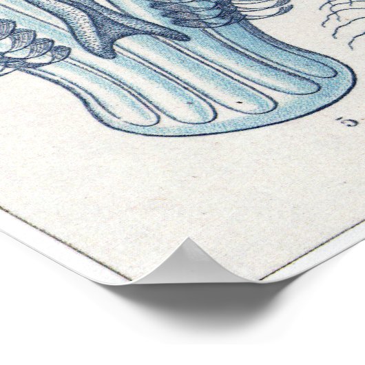 Ernst Haeckel Art Print: Ctenophorae Poster (Hoek)