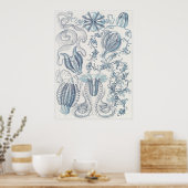 Ernst Haeckel Art Print: Ctenophorae Poster (Keuken)