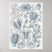 Ernst Haeckel Art Print: Ctenophorae Poster (Voorkant)