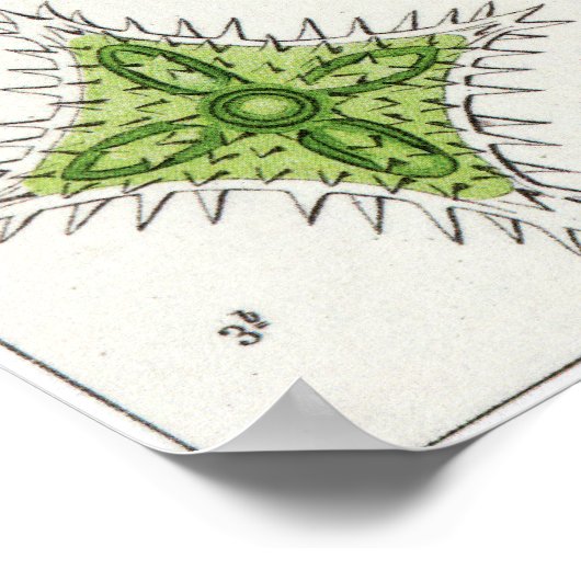 Ernst Haeckel Art Print: Desmidiea Poster (Hoek)