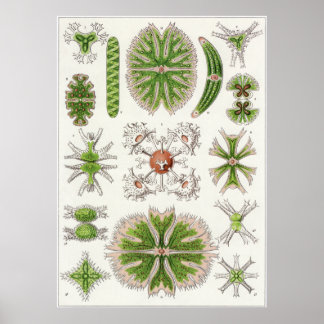 Ernst Haeckel Art Print: Desmidiea Poster