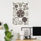 Ernst Haeckel Art Print: Diatomea Poster (Thuiskantoor)