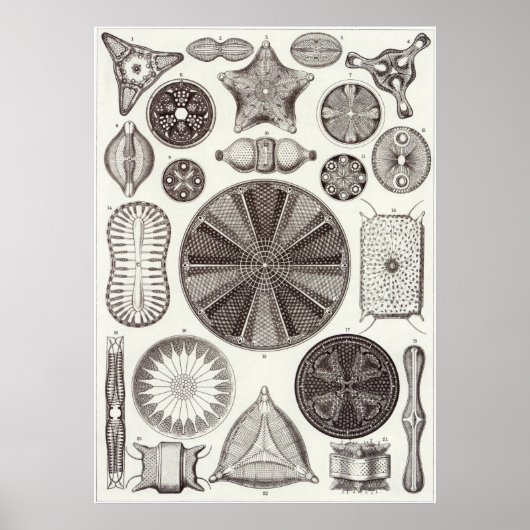 Ernst Haeckel Art Print: Diatomea Poster (Voorkant)