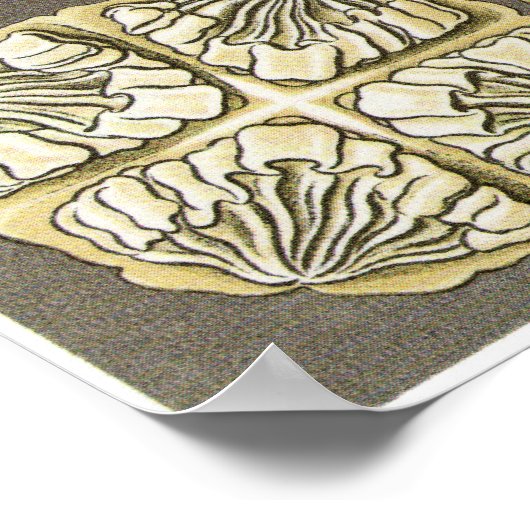 Ernst Haeckel Art Print: Discomedusae Poster (Hoek)