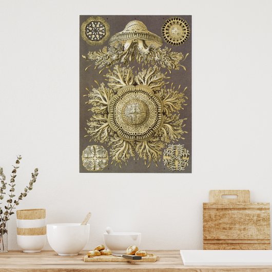 Ernst Haeckel Art Print: Discomedusae Poster (Keuken)