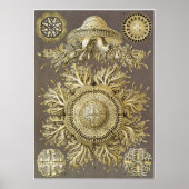 Ernst Haeckel Art Print: Discomedusae Poster (Voorkant)