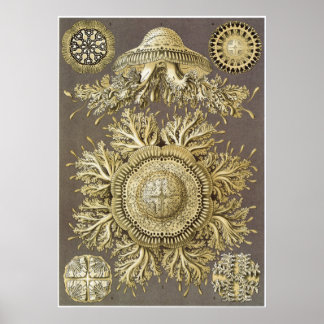 Ernst Haeckel Art Print: Discomedusae Poster