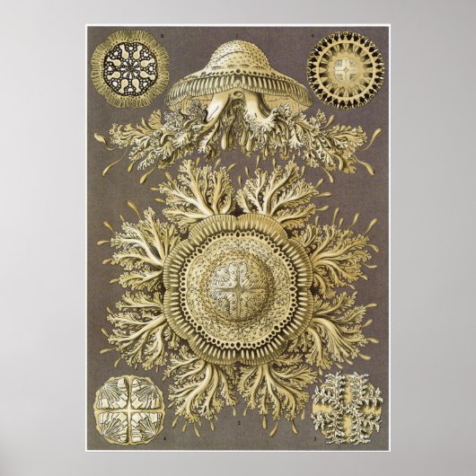 Ernst Haeckel Art Print: Discomedusae Poster (Voorkant)