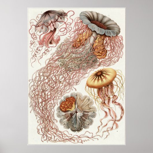 Ernst Haeckel Art Print: Discomedusae Poster (Voorkant)