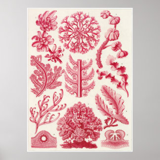 Ernst Haeckel Art Print: Florideae Poster