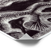 Ernst Haeckel Art Print: Hexacoralla Poster (Hoek)