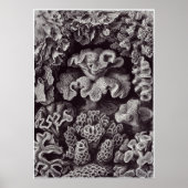 Ernst Haeckel Art Print: Hexacoralla Poster (Voorkant)