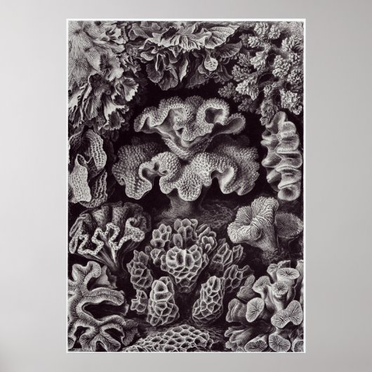 Ernst Haeckel Art Print: Hexacoralla Poster (Voorkant)