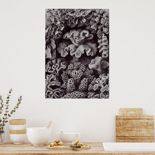 Ernst Haeckel Art Print: Hexacoralla Poster (Keuken)