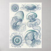 Ernst Haeckel Art Print: Leptomedusae Poster (Voorkant)