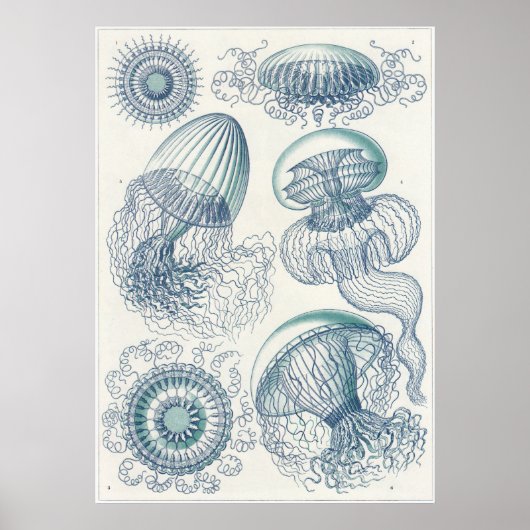 Ernst Haeckel Art Print: Leptomedusae Poster (Voorkant)