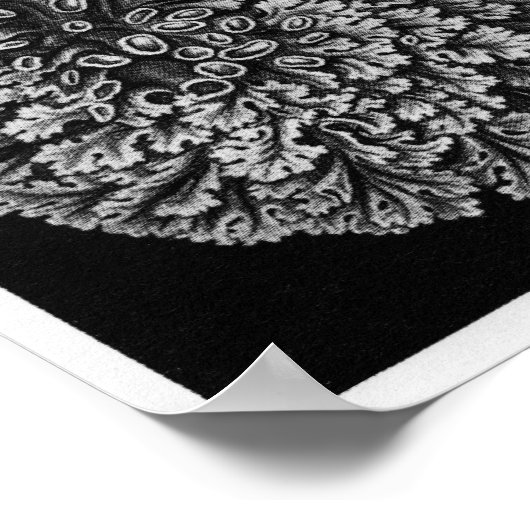 Ernst Haeckel Art Print: Lichenes Poster (Hoek)