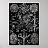 Ernst Haeckel Art Print: Lichenes Poster (Voorkant)