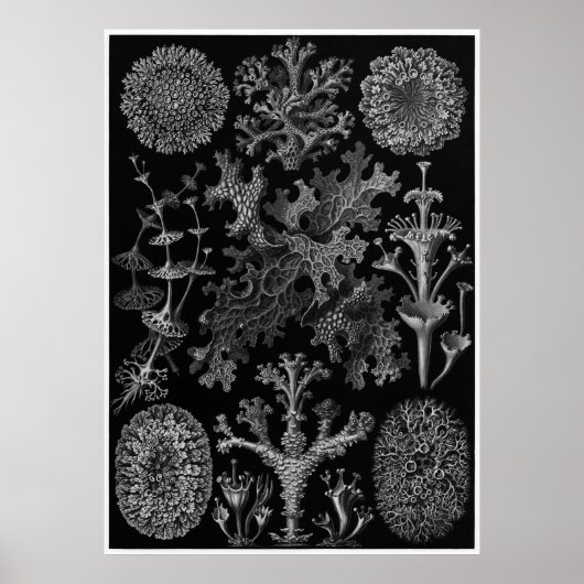 Ernst Haeckel Art Print: Lichenes Poster (Voorkant)