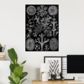 Ernst Haeckel Art Print: Lichenes Poster (Thuiskantoor)