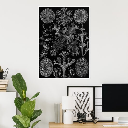 Ernst Haeckel Art Print: Lichenes Poster (Thuiskantoor)