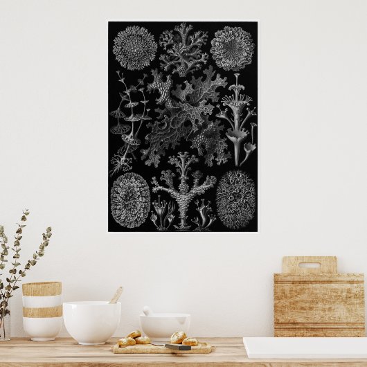 Ernst Haeckel Art Print: Lichenes Poster (Keuken)