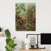 Ernst Haeckel Art Print: Muscinae Poster (Thuiskantoor)