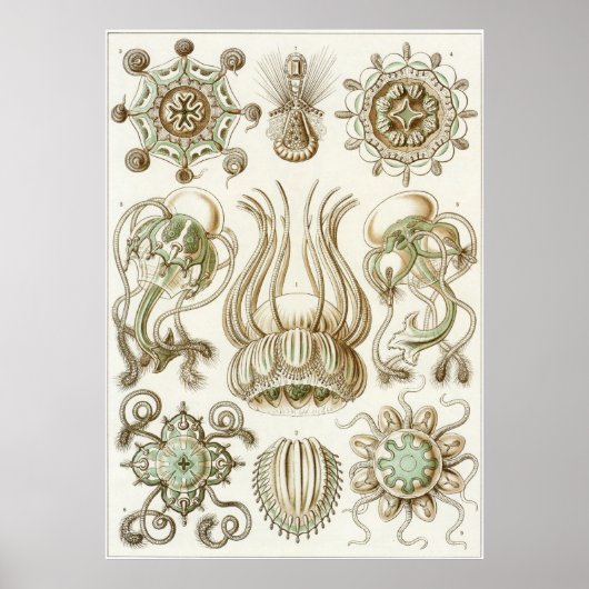 Ernst Haeckel Art Print: Narcomedusae Poster (Voorkant)
