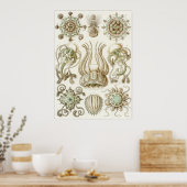 Ernst Haeckel Art Print: Narcomedusae Poster (Keuken)