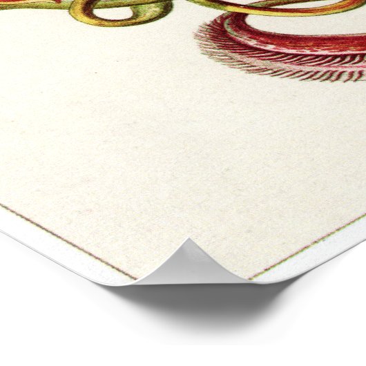 Ernst Haeckel Art Print: Nepenthaceae Poster (Hoek)