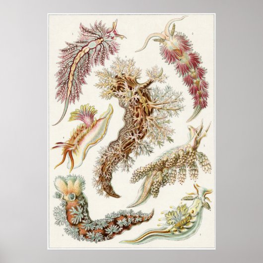 Ernst Haeckel Art Print: Nudibranchia Poster (Voorkant)