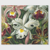 Ernst Haeckel Art Print: Orchidae Oncidiums, tulpe Cadeaupapier (Vlak)