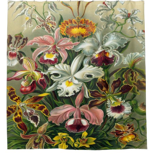 Ernst Haeckel Art Print: Orchidae Oncidiums, tulpe Douchegordijn (Voorkant)