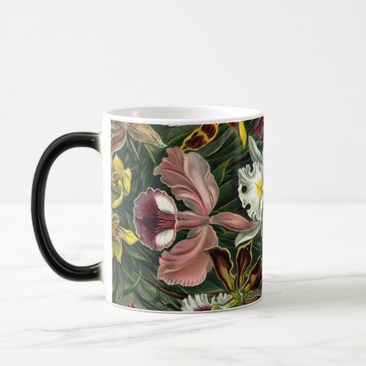 Ernst Haeckel Art Print: Orchidae Oncidiums, tulpe Magische Mok (Links)