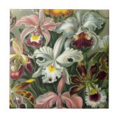 Ernst Haeckel Art Print: Orchidae Oncidiums, tulpe Tegeltje (Voorkant)