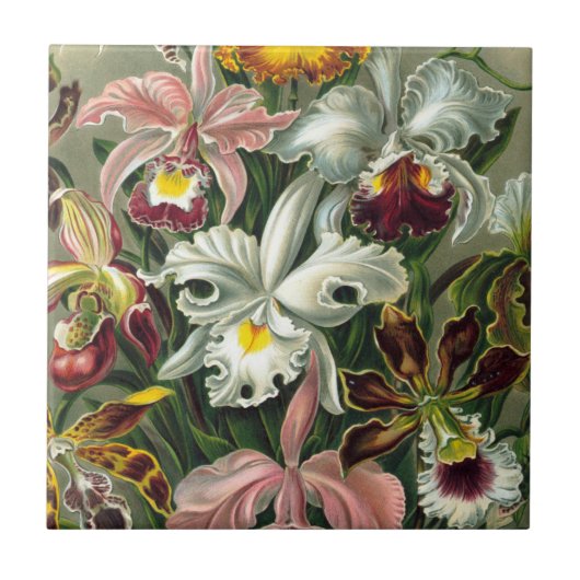 Ernst Haeckel Art Print: Orchidae Oncidiums, tulpe Tegeltje (Voorkant)