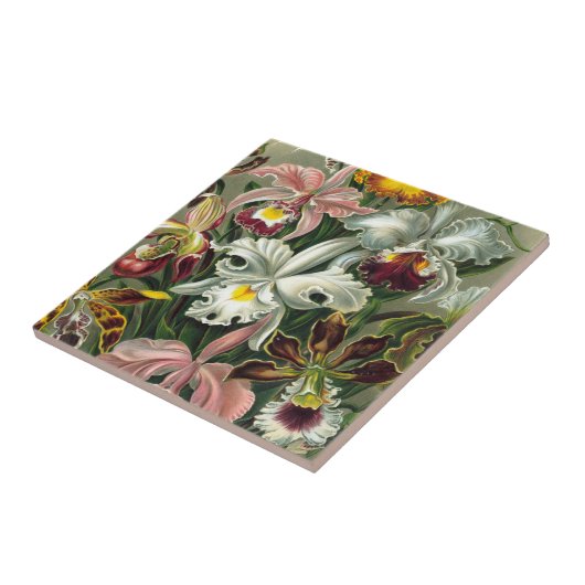 Ernst Haeckel Art Print: Orchidae Oncidiums, tulpe Tegeltje (Zijkant)