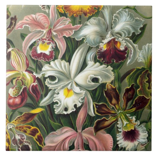 Ernst Haeckel Art Print: Orchidae Oncidiums, tulpe Tegeltje (Voorkant)
