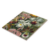 Ernst Haeckel Art Print: Orchidae Oncidiums, tulpe Tegeltje (Zijkant)
