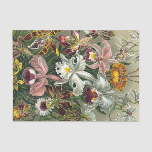 Ernst Haeckel Art Print: Orchidae Oncidiums, tulpe Tissuepapier (Voorkant)