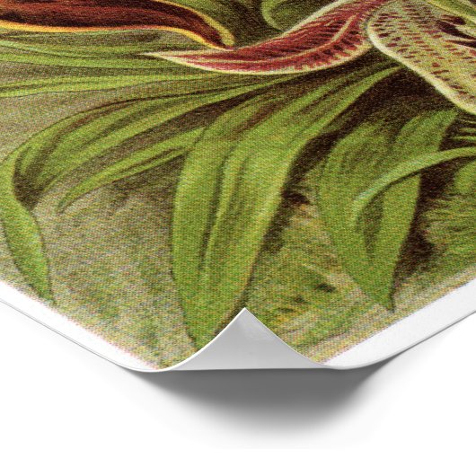 Ernst Haeckel Art Print: Orchidae Poster (Hoek)