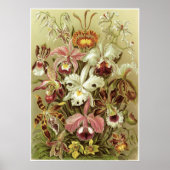 Ernst Haeckel Art Print: Orchidae Poster (Voorkant)