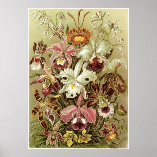 Ernst Haeckel Art Print: Orchidae Poster (Voorkant)